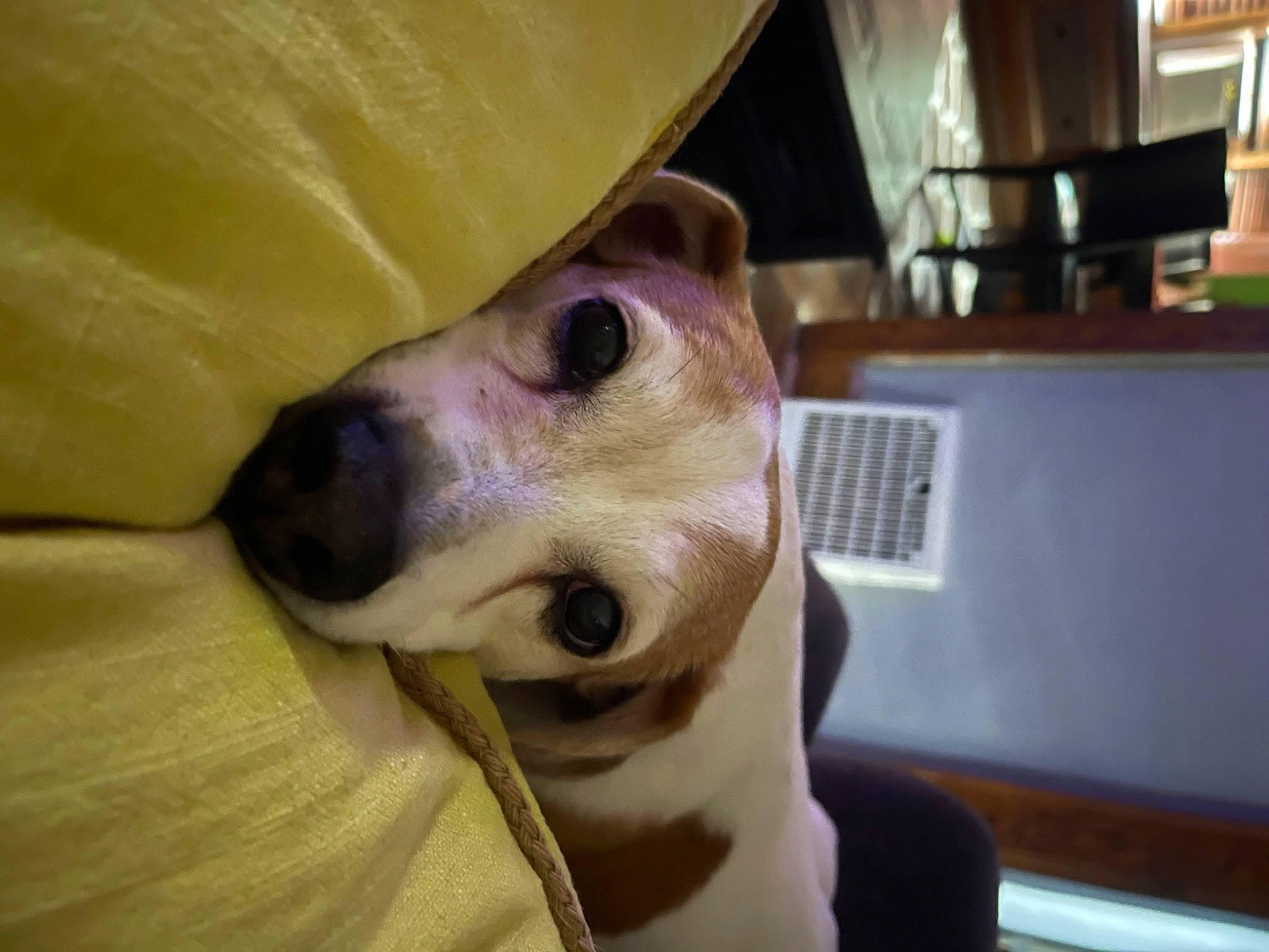 Checkers joined the competition — help win amazing prizes! canidae, carnivore, collar, comfort, companion_dog, dog, dog_breed, dog_supply, ear, fawn, fur, home_appliance, kitchen_appliance, non_sporting_group, paw, sporting_group, toy_dog, whiskers, working_animal