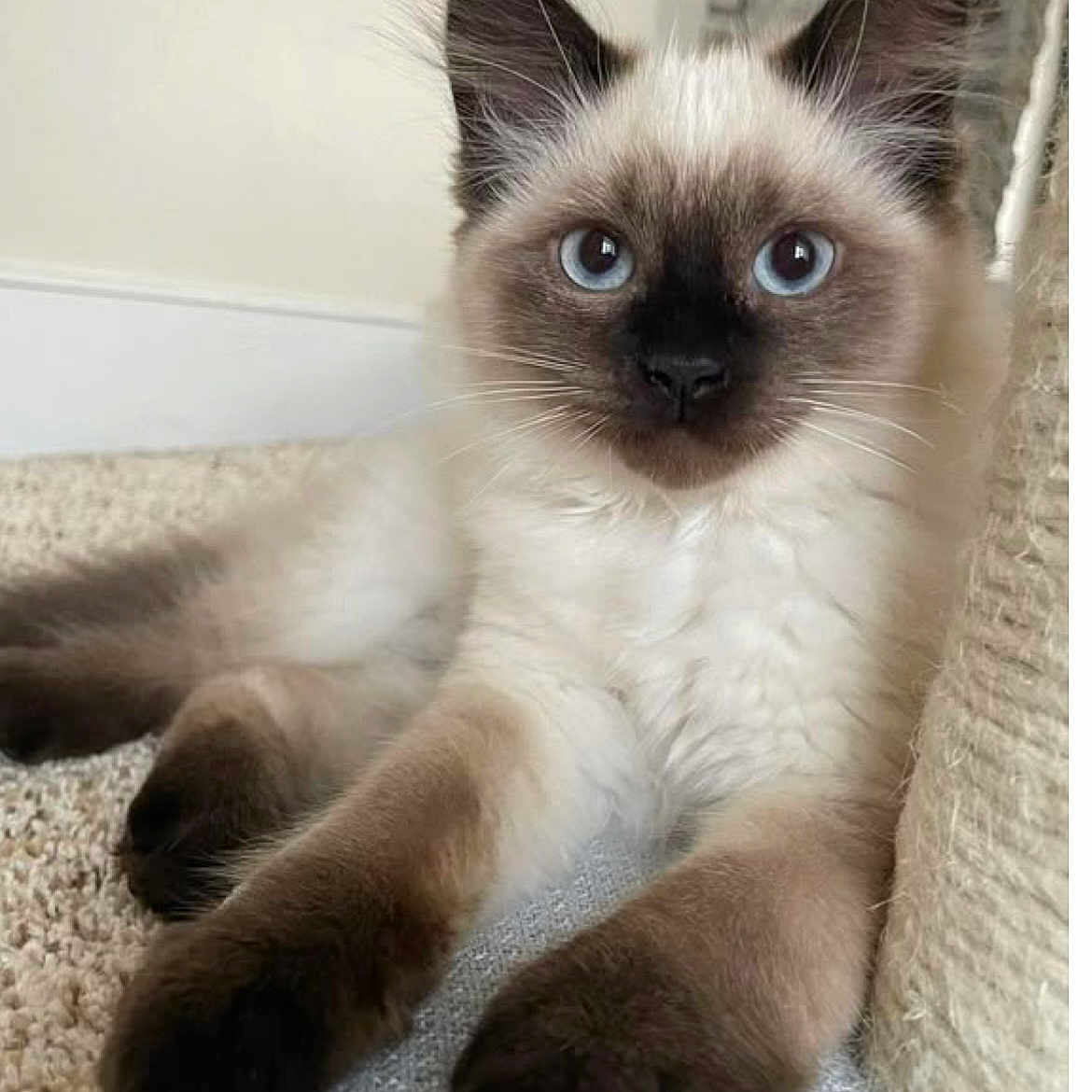 Noisette a rejoint le concours — aidez-le/la à gagner de superbes lots ! animal, cat, kitten, pet, siamese