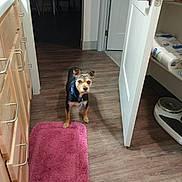Harley Davidson is registered to the contest to win money with this photo: dog, small_dog, pet, indoor, kitchen, wood_floor, pink_rug, door, open_door, cabinet, paper_towels, scale, collar, animal, floor, furniture, household, curious, alert, domestic