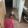 dog, small_dog, pet, indoor, kitchen, wood_floor, pink_rug, door, open_door, cabinet, paper_towels, scale, collar, animal, floor, furniture, household, curious, alert, domestic