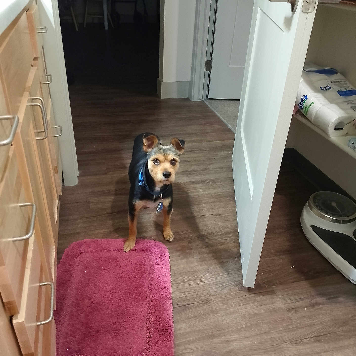 Harley Davidson is registered to the contest to win money with this photo: dog, small_dog, pet, indoor, kitchen, wood_floor, pink_rug, door, open_door, cabinet, paper_towels, scale, collar, animal, floor, furniture, household, curious, alert, domestic