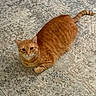 cat, orange_tabby, ginger_cat, furry, pet, animal, indoor, rug, carpet, floor, lying_down, sitting, relaxed, looking_at_camera, whiskers, ears, tail, striped_fur, home, portrait