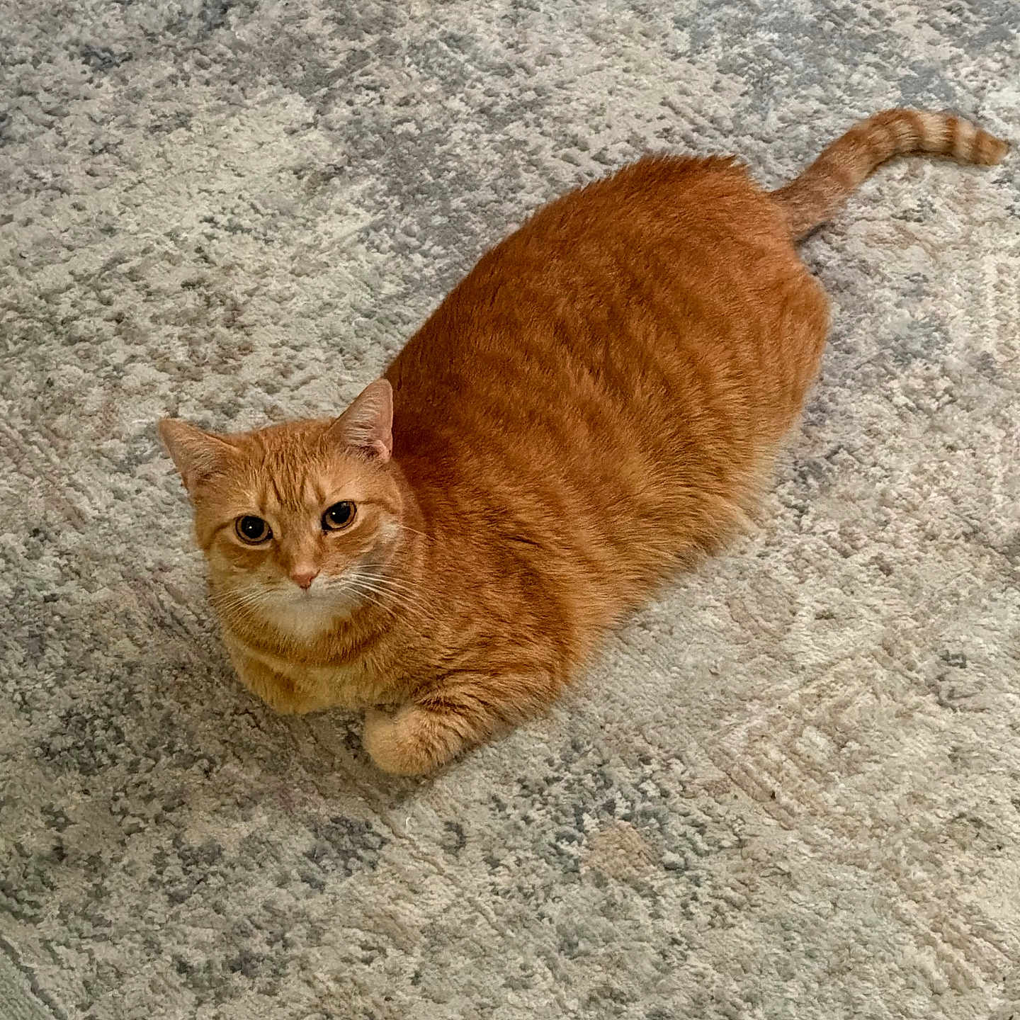 Cheeto Puff joined the competition — help win amazing prizes! cat, orange_tabby, ginger_cat, furry, pet, animal, indoor, rug, carpet, floor, lying_down, sitting, relaxed, looking_at_camera, whiskers, ears, tail, striped_fur, home, portrait