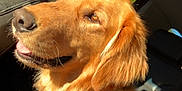 Aries is registered to the contest to win money with this photo: dog, golden_retriever, pet, animal, canine, sunlight, car_interior, seat, collar, fur, happy, portrait, domestic_animal, side_view, closeup, mammal, vehicle, daylight, window, leisure