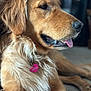 Aries is registered to the contest to win money with this photo: dog, golden_retriever, pet, indoor, close_up, fur, tongue, collar, tag, heart_shaped_tag, relaxed, animal, canine, muzzle, ears, whiskers, laying_down, domestic_animal, companion, portrait