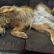 Aries is registered to the contest to win money with this photo: dog, golden_retriever, sleeping, couch, pet, fur, relaxed, indoor, animal, canine, brown, comfortable, domestic_animal, resting, paw, fluffy, nose, cozy, home, laying_down