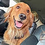 Aries joined the competition — help win amazing prizes! dog, golden_retriever, car, vehicle_interior, seat, happy, smiling, pet, canine, animal, fur, collar, window, leather_seat, companion, transportation, indoor, mammal, friendship, joy