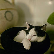 Laptite a rejoint le concours — aidez-le/la à gagner de superbes lots ! cat, black_and_white, sleepy, hat, cozy, pet, feline, indoor, resting, paw, close_up, blurred_background, relaxed, cute, animal, domestic, fur, whiskers, pink_nose, soft_lighting
