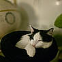 cat, black_and_white, sleepy, hat, cozy, pet, feline, indoor, resting, paw, close_up, blurred_background, relaxed, cute, animal, domestic, fur, whiskers, pink_nose, soft_lighting