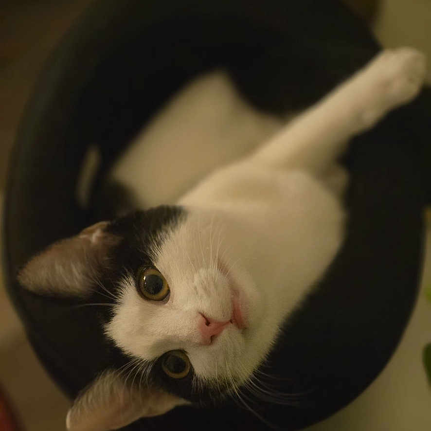 Laptite a rejoint le concours — aidez-le/la à gagner de superbes lots ! animal, bed, black_and_white, cat, cozy, curious, cute, domestic, ears, feline, fur, indoor, looking_up, pet, pink_nose, relaxed, round_bed, sleeping_area, whiskers, wide_eyes