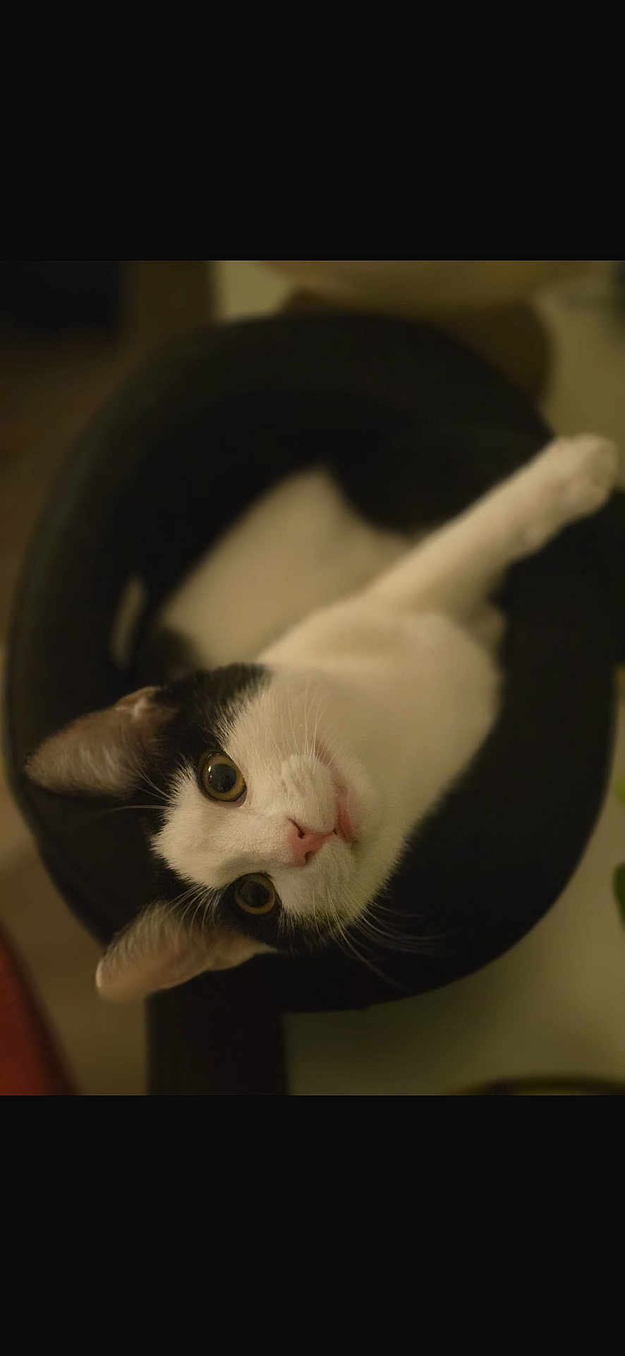 Laptite a rejoint le concours — aidez-le/la à gagner de superbes lots ! cat, black_and_white, pet, feline, bed, cozy, indoor, animal, cute, whiskers, ears, pink_nose, wide_eyes, relaxed, looking_up, fur, domestic, sleeping_area, round_bed, curious