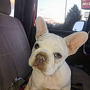 Sugar joined the competition — help win amazing prizes! french_bulldog, puppy, dog, car, car_seat, window, sunset, curious, pet, animal, indoor, seat_belt, side_mirror, brown_nose, ears, close_up, canine, young_dog, looking, domestic_animal