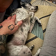 Tiny is registered to the contest to win money with this photo: dog, spotted_dog, lying_down, cushion, hand, tattoo, pet, relaxation, indoor, nap, comfort, person, casual, furniture, pattern, animal, paw, sleeping, domestic_animal, resting