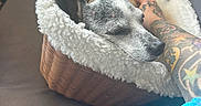 Tiny joined the competition — help win amazing prizes! arm, basket, black_nose, car_interior, closeup, comfort, cozy, cup_holder, dog, furry, indoor, pet, relaxing, resting, seatbelt, sleeping, soft, tattoo, travel, water_bottle