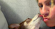 Maple Mae joined the competition — help win amazing prizes! affection, blonde_hair, brown_and_white, collar, couch, cuddling, dog, face, indoor, kissing, leash, nose_ring, person, pet, pillow, portrait, selfie, small_dog, sparkles, tongue