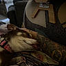 dog, sleeping, resting, long_snout, brown_fur, white_fur, collar, pet, indoor, cozy, lap, tattoos, person, furniture, table, chair, living_room, close_up, relaxed, nap