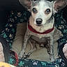 dog, canine, small_dog, chihuahua, pet, car, car_seat, pet_carrier, harness, collar, red_collar, wide_ears, portrait, sitting, front_facing, short_hair, white_fur, spotted_fur, floral_pattern, indoors