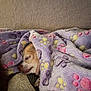animal, blanket, comfort, companion, cozy, cute, dog, domestic, fur, indoor, paw_prints, pet, pink, purple, relaxed, resting, sleeping, snuggled, soft, yellow