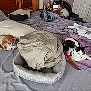 Neo joined the competition — help win amazing prizes! bed, blanket, cat, clothing, comfort, domestic, feline, furniture, indoor, laundry, linen, mammal, orange_cat, pet, purple_towel, resting, sleeping_area, striped_cat, towel, white_black_cat