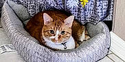 Neo is registered to the contest to win money with this photo: animal, cat, collar, cozy, curtain, cute, decor, domestic_cat, feline, floor_tile, home_interior, indoor, looking_at_camera, orange_cat, patterned, pet_bed, quiet, relaxed, resting, white_markings
