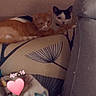 cats, cat, kitten, feline, pet, two_cats, orange_cat, white_cat, black_and_white_cat, indoors, bedroom, bed, blanket, pillow, cozy, sleeping, resting, cute, heart_sticker, date_text