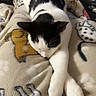 cat, black_and_white, sleeping, relaxed, lying_down, paw, whiskers, fur, pet, blanket, cozy, indoor, bed, couch, patterned_fabric, cardboard_box, tile_floor, animal_portrait, cute, resting