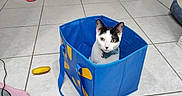 Loki is registered to the contest to win money with this photo: cat, kitten, black_and_white, pet, animal, sitting, indoors, blue_box, storage_cube, tile_floor, home, room, stairs, table, chair, toy, pet_bed, collar, portrait, cute