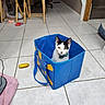 cat, kitten, black_and_white, pet, animal, sitting, indoors, blue_box, storage_cube, tile_floor, home, room, stairs, table, chair, toy, pet_bed, collar, portrait, cute