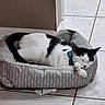 cat, black_and_white, sleeping, pet, animal, cat_bed, pet_bed, indoor, tile_floor, cozy, relaxed, curled_up, paws, whiskers, ears, collar, soft_bedding, home, resting, portrait