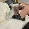 cat, white_cat, black_and_white, pet, paw, paw_pads, pink_paw_pads, sleeping, relaxed, lying_down, upside_down, fur, whiskers, blue_collar, human_arm, indoor, chair, tile_floor, cozy, close_up