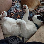 Loki is registered to the contest to win money with this photo: cat, black_and_white_cat, pet, animal, lying_down, belly_up, pink_paw_pads, toe_beans, whiskers, ears, fur, relaxed, sleeping, cozy, indoor, blanket, human_legs, lap, closeup, funny_pose