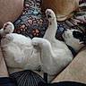 cat, black_and_white_cat, pet, animal, lying_down, belly_up, pink_paw_pads, toe_beans, whiskers, ears, fur, relaxed, sleeping, cozy, indoor, blanket, human_legs, lap, closeup, funny_pose