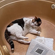 Tootsie is registered to the contest to win money with this photo: cat, calico, bathtub, towel, indoor, pet, animal, fur, relaxed, curious, whiskers, paw, tail, domestic, resting, cozy, white, brown, black, striped