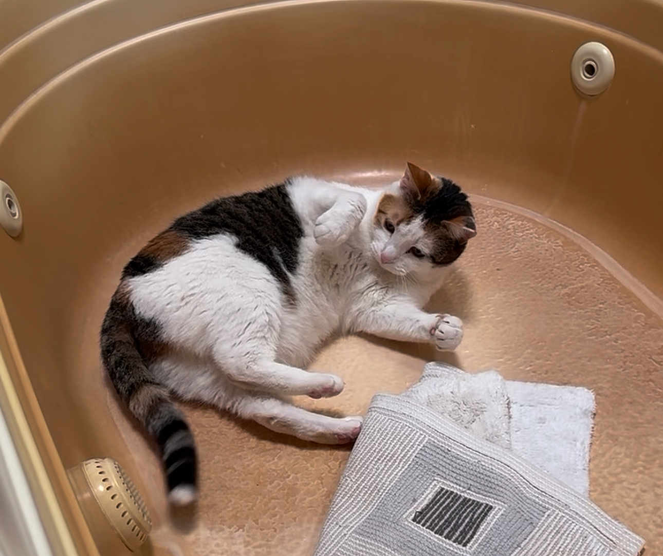 Tootsie is registered to the contest to win money with this photo: cat, calico, bathtub, towel, indoor, pet, animal, fur, relaxed, curious, whiskers, paw, tail, domestic, resting, cozy, white, brown, black, striped