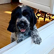 Biscotte a rejoint le concours — aidez-le/la à gagner de superbes lots ! adorable, animal, black_and_white, close_up, companion, curious, cute, dog, domestic, fur, furniture, indoor, ledg, pet, pet_portrait, playful, puppy, tongue_out, wooden_floor, young_dog