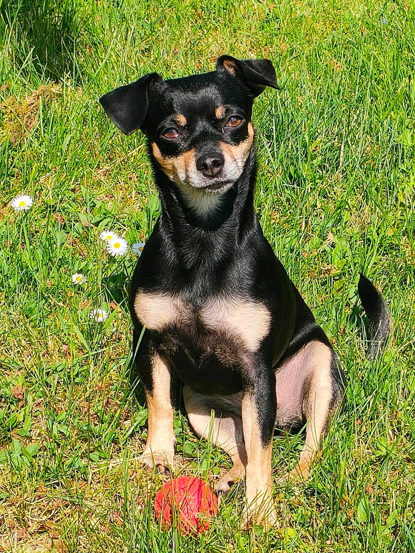 Chaussette a rejoint le concours — aidez-le/la à gagner de superbes lots ! dog, small_dog, black_dog, tan_markings, grass, flowers, daisy, red_ball, outdoor, sunny, pet, animal, sitting, nature, playful, cute, canine, summer, greenery, daylight