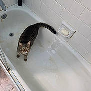 Bryce joined the competition — help win amazing prizes! cat, tabby, bathtub, bathroom, soap, tile_wall, curious, pet, animal, indoor, floor_tile, white, fur, whiskers, ears, tail, looking_up, standing, dirty_bathtub, household