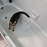 cat, tabby, bathtub, bathroom, soap, tile_wall, curious, pet, animal, indoor, floor_tile, white, fur, whiskers, ears, tail, looking_up, standing, dirty_bathtub, household