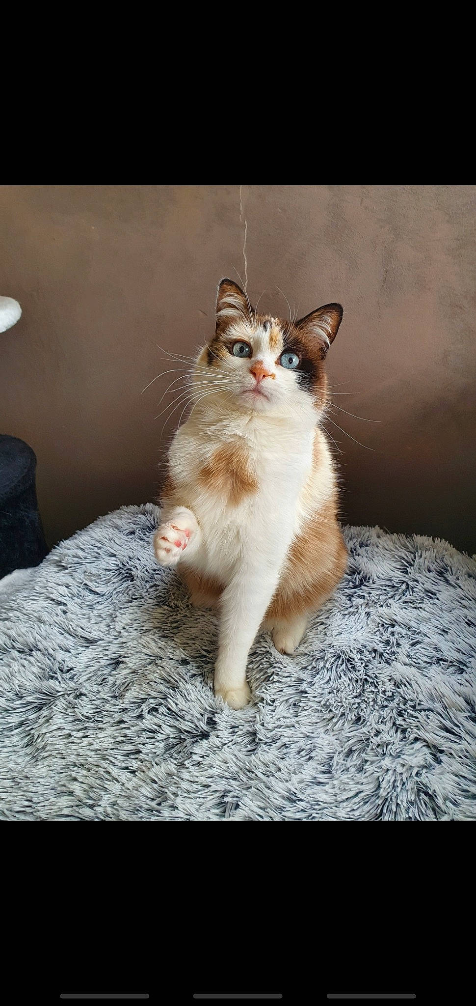 Kimy participe au concours pour gagner de l'argent avec cette photo : aegean_cat, american_curl, american_wirehair, asian, carnivore, cat, domestic_short_haired_cat, european_shorthair, fawn, felidae, kitten, mammal, norwegian_forest_cat, ragamuffin, sitting, small_to_medium_sized_cats, tail, turkish_van, vertebrate, whiskers