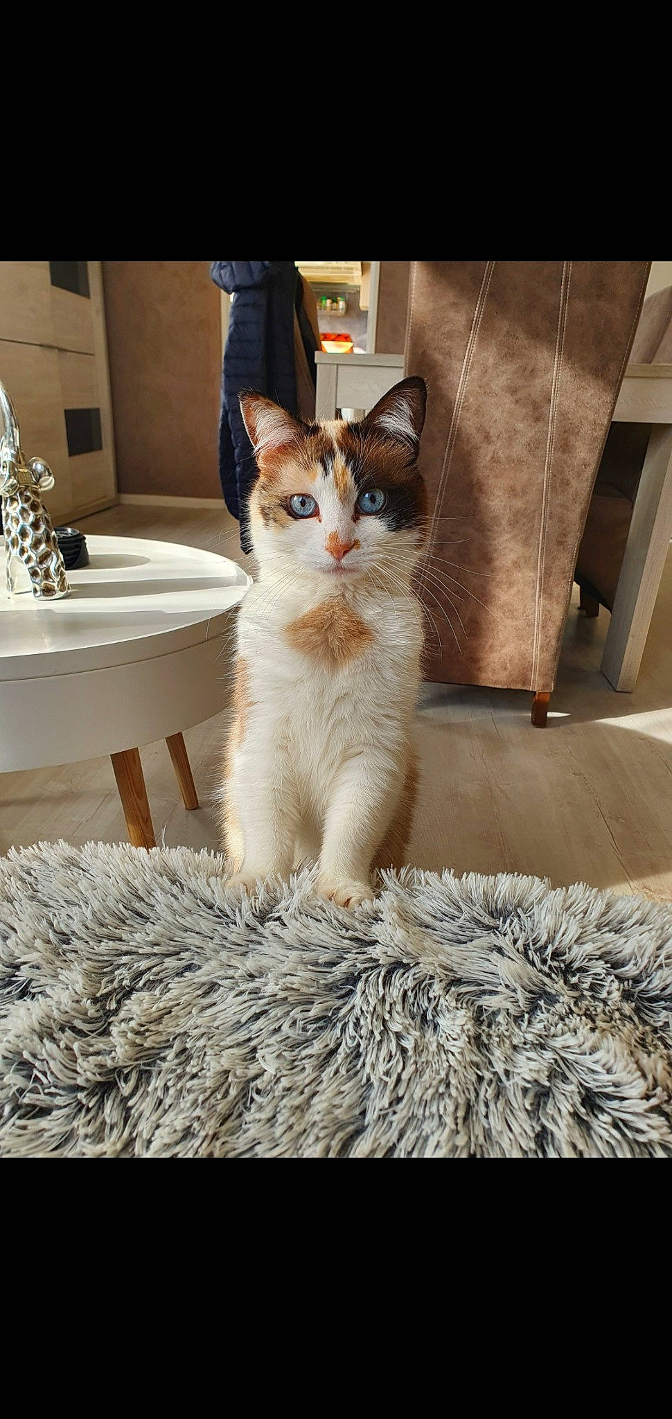 Kimy a rejoint le concours — aidez-le/la à gagner de superbes lots ! aegean_cat, asian, carnivore, cat, domestic_short_haired_cat, european_shorthair, fawn, felidae, fur, german_rex, kitten, mammal, ojos_azules, photo_caption, polydactyl_cat, small_to_medium_sized_cats, tail, whiskers