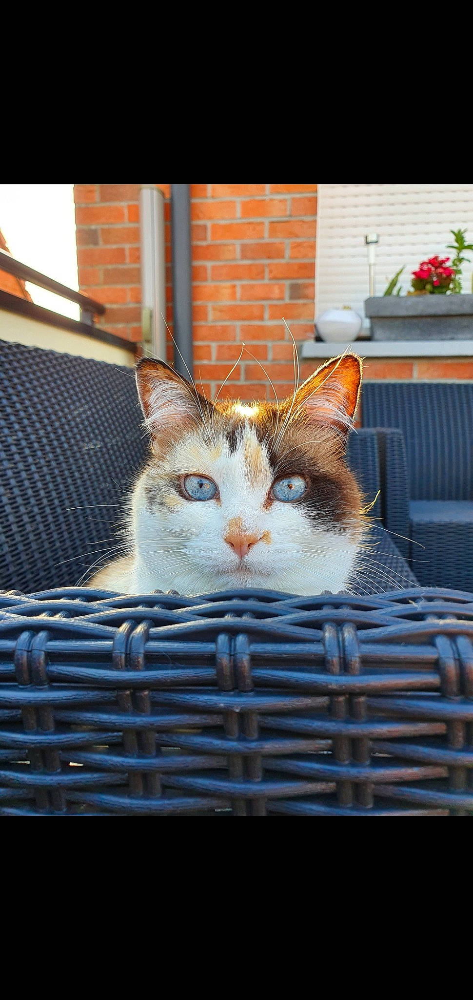 Kimy participe au concours pour gagner de l'argent avec cette photo : aegean_cat, american_wirehair, animal_shelter, asian, carnivore, cat, domestic_short_haired_cat, european_shorthair, fawn, felidae, kitten, polydactyl_cat, small_to_medium_sized_cats, snapshot, snout, tabby_cat, turkish_van, whiskers, wicker, window