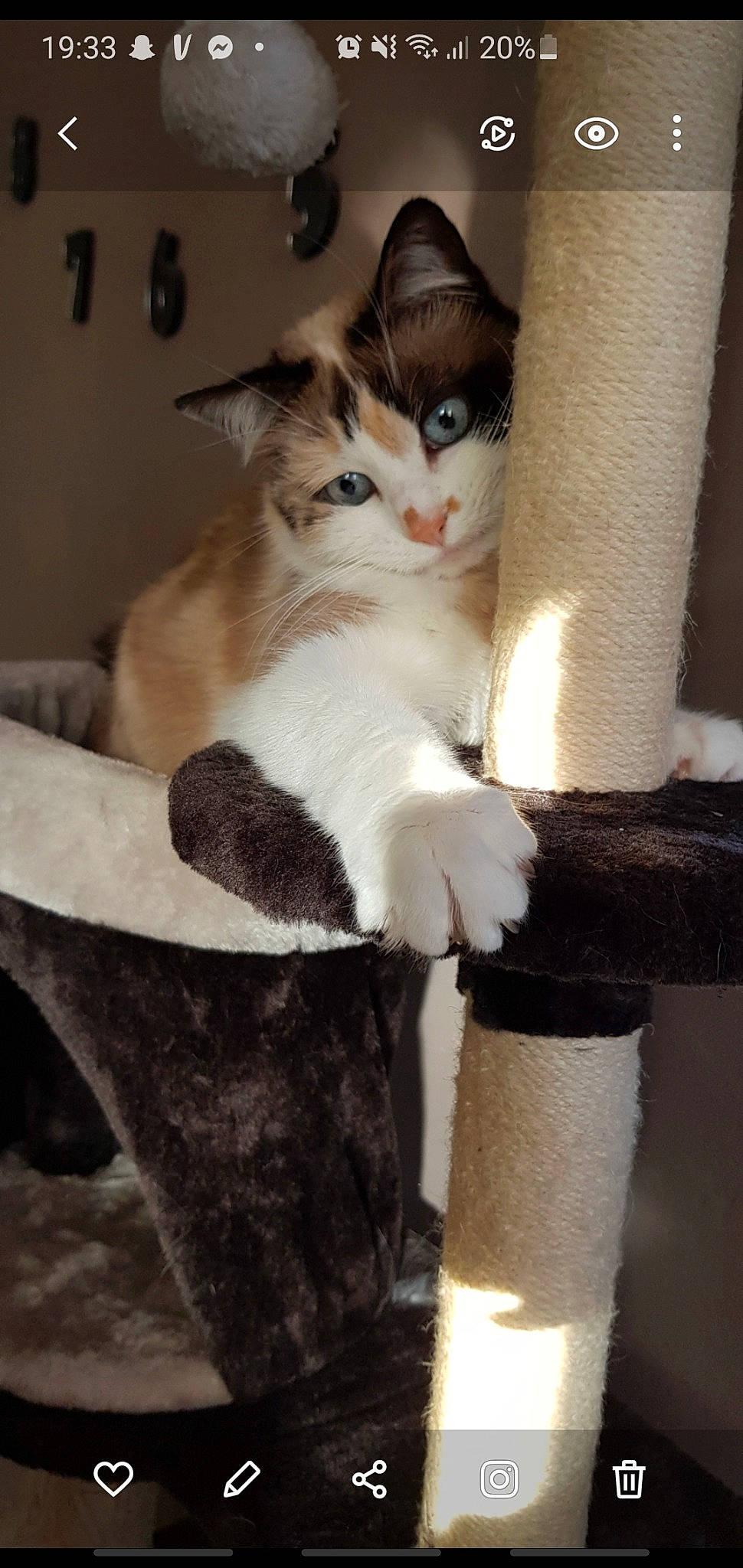 Kimy participe au concours pour gagner de l'argent avec cette photo : aegean_cat, american_wirehair, asian, carnivore, cat, domestic_short_haired_cat, european_shorthair, fawn, felidae, fur, kitten, mammal, norwegian_forest_cat, ojos_azules, paw, polydactyl_cat, small_to_medium_sized_cats, tail, turkish_van, whiskers