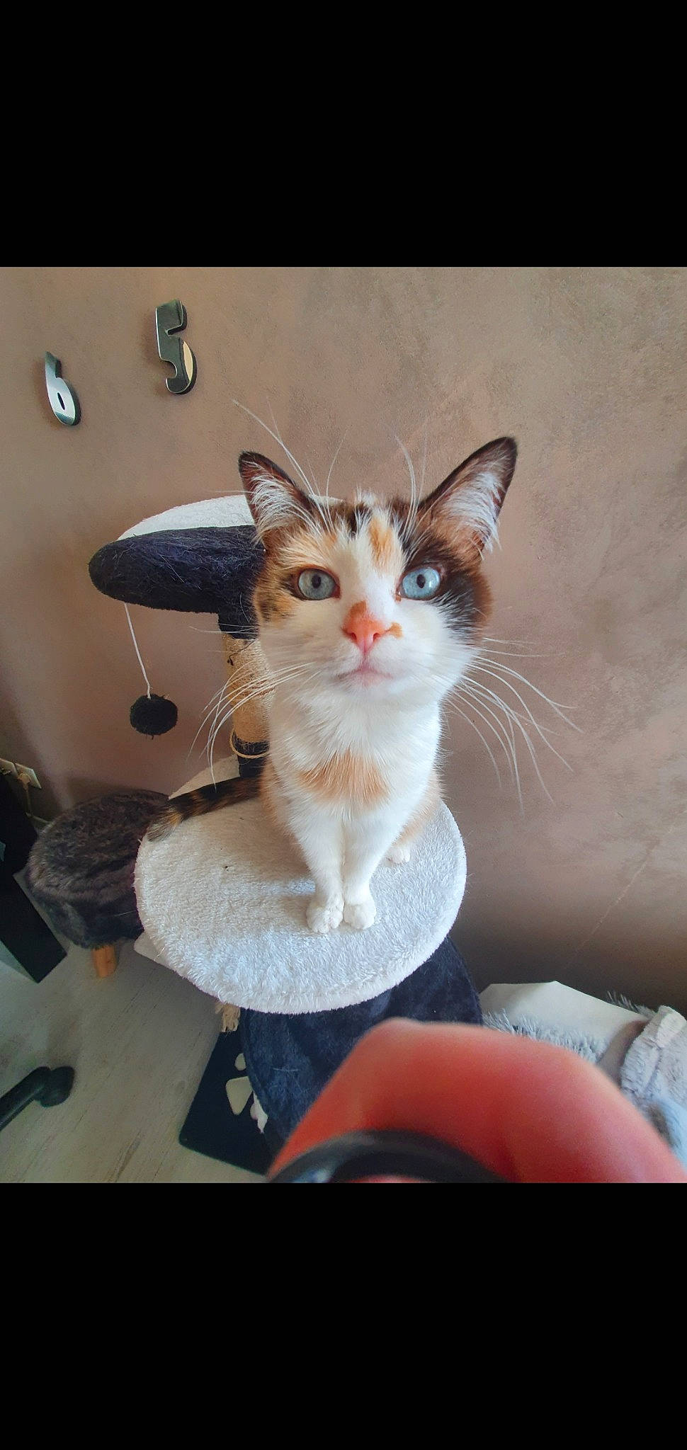 Kimy participe au concours pour gagner de l'argent avec cette photo : aegean_cat, american_wirehair, asian, carnivore, cat, domestic_short_haired_cat, european_shorthair, fawn, felidae, kitten, mammal, ojos_azules, small_to_medium_sized_cats, whiskers