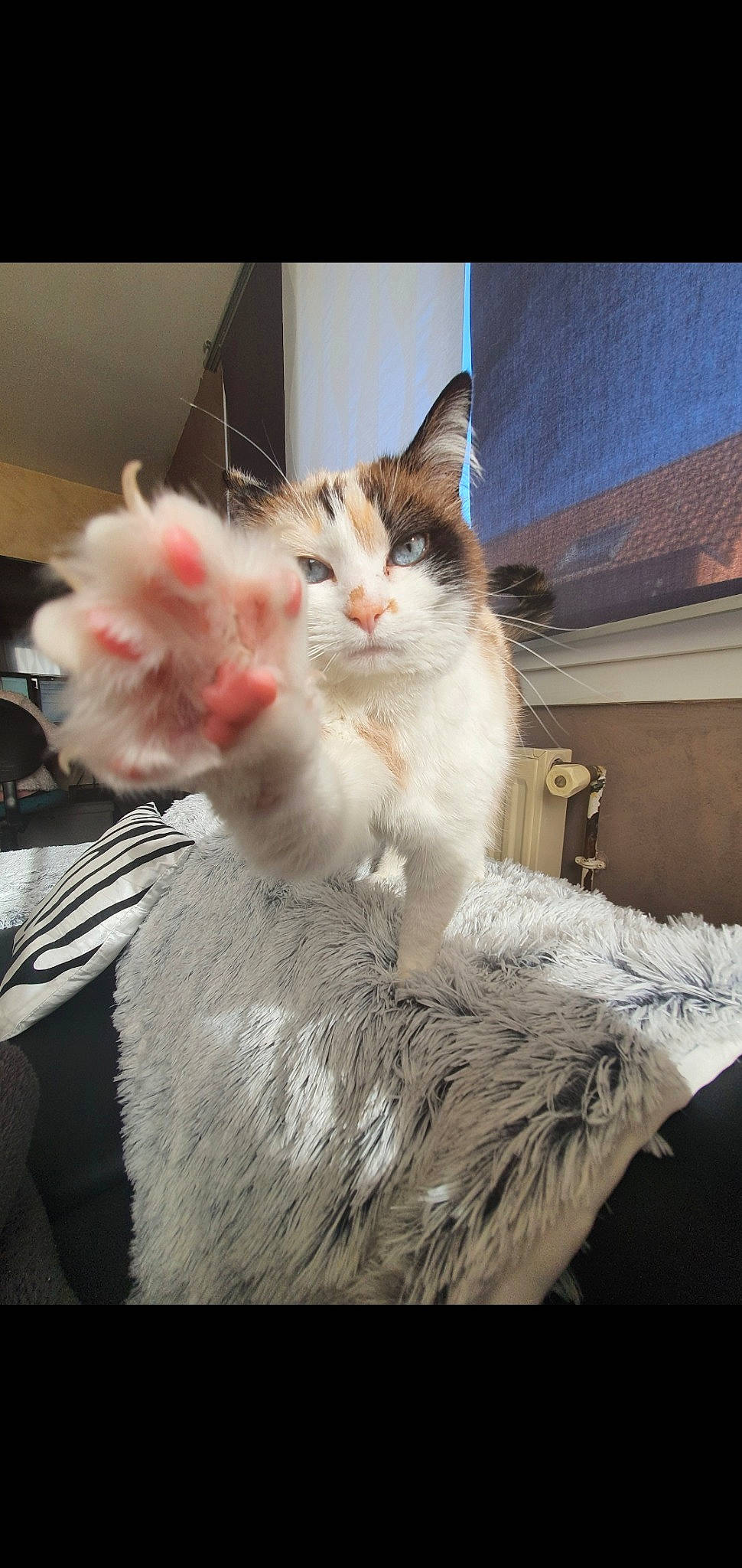 Kimy participe au concours pour gagner de l'argent avec cette photo : art, box, carnivore, cat, claw, comfort, domestic_short_haired_cat, felidae, foot, fur, paw, sitting, small_to_medium_sized_cats, snout, tail, whiskers, window