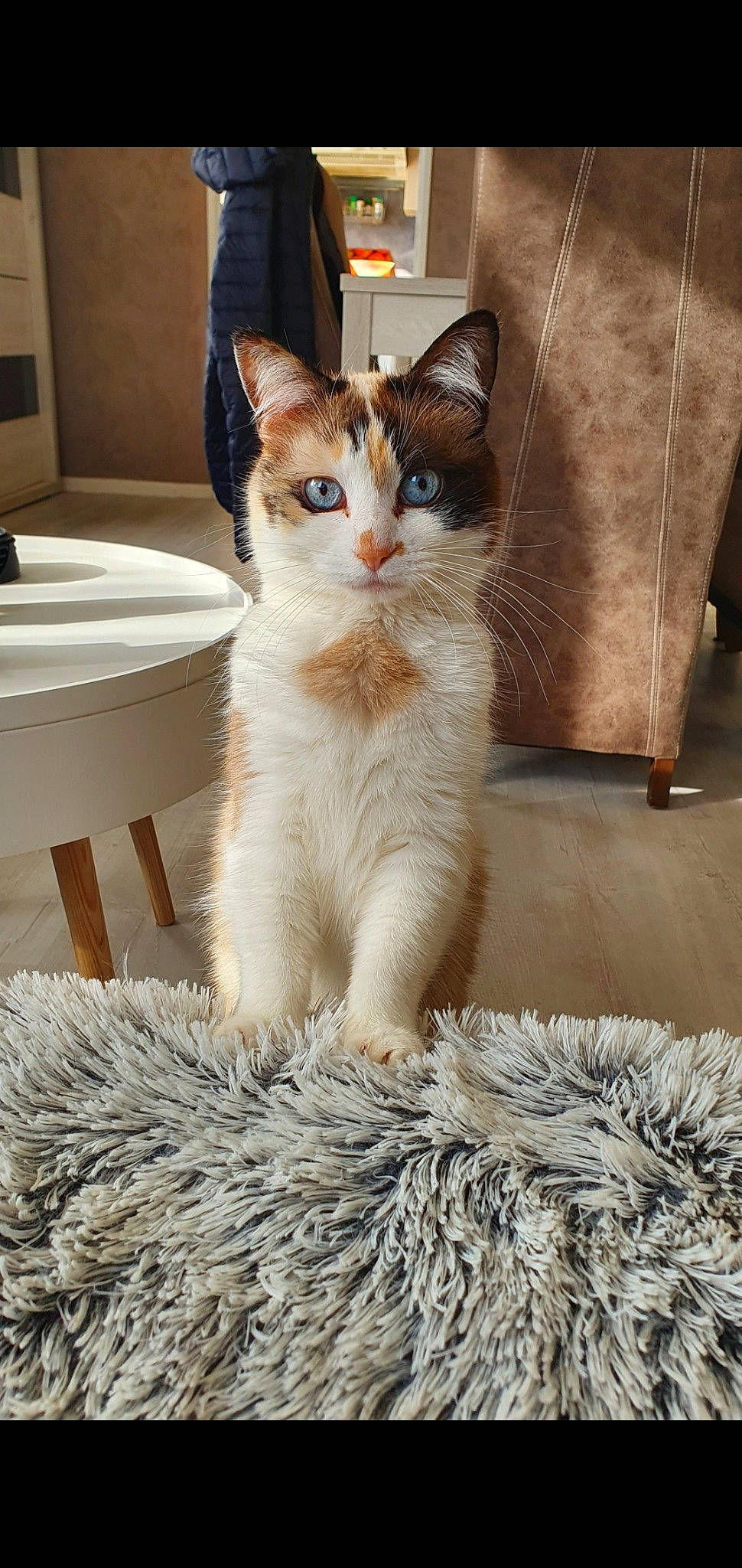 Kimy a rejoint le concours — aidez-le/la à gagner de superbes lots ! box, carnivore, cat, cat_supply, claw, domestic_short_haired_cat, fawn, felidae, flooring, fur, hardwood, paw, small_to_medium_sized_cats, snout, tail, thai, whiskers, white, window, wood