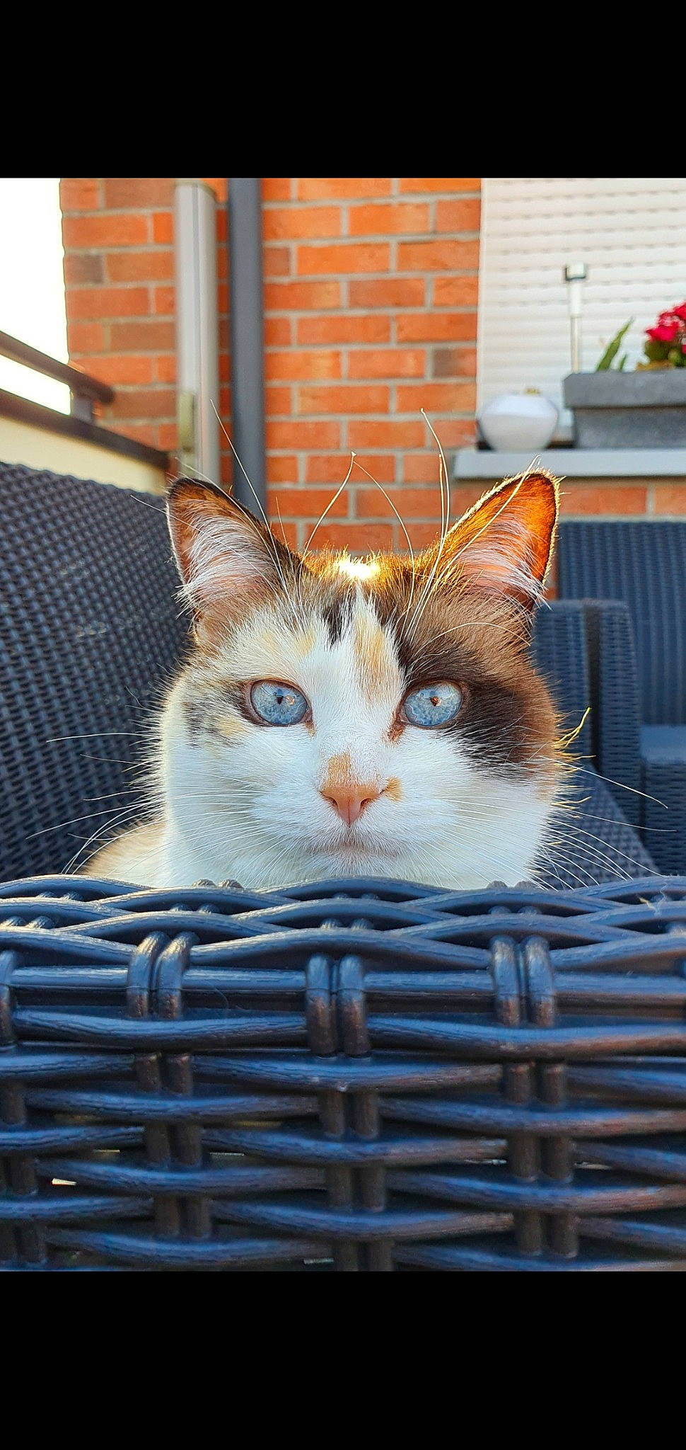 Kimy participe au concours pour gagner de l'argent avec cette photo : art, box, carnivore, cat, domestic_short_haired_cat, fawn, felidae, flowerpot, fur, grass, houseplant, mesh, metal, plant, small_to_medium_sized_cats, snout, tree, whiskers, window, wood