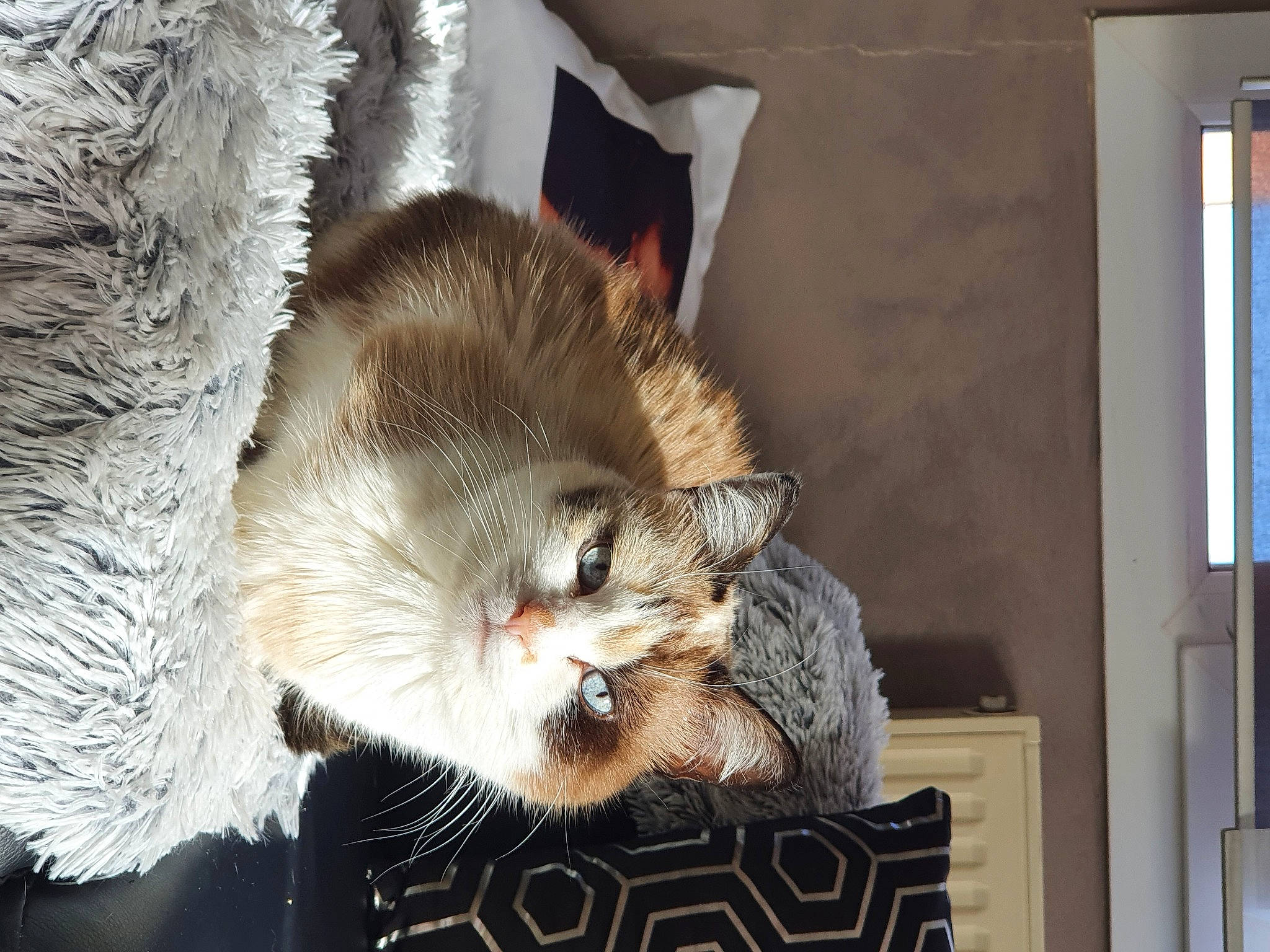 Kimy participe au concours pour gagner de l'argent avec cette photo : carnivore, cat, claw, comfort, domestic_short_haired_cat, fawn, felidae, fur, nap, paw, picture_frame, small_to_medium_sized_cats, snout, tail, whiskers, wildlife