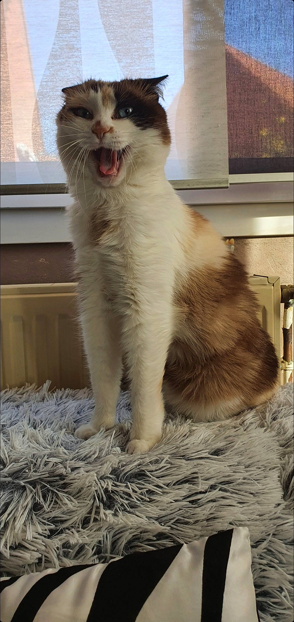 Kimy a rejoint le concours — aidez-le/la à gagner de superbes lots ! carnivore, cat, claw, domestic_short_haired_cat, fang, fawn, felidae, fur, hay, paw, small_to_medium_sized_cats, snout, tail, terrestrial_animal, whiskers, window