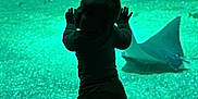 Lou participe au concours pour gagner de l'argent avec cette photo : aquarium, blue, child, curious, dark, exhibit, exploring, fish, glass, green, hands, indoors, marine_life, silhouette, standing, stingray, toddler, underwater, water, young
