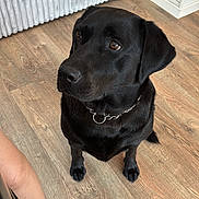 Ice participe au concours pour gagner de l'argent avec cette photo : dog, black_labrador, pet, indoor, wooden_floor, radiator, wall, footwear, slipper, person_leg, furniture, home, flooring, domestic_animal, canine, collar, looking_up, brown_eyes, sitting, floor